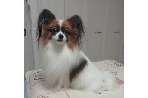 販売中のパピヨンの親犬